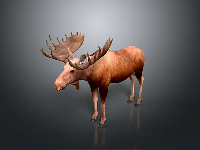 Realistic Moose 3D Model With Brown Body And Large Antlers On Gray Background 3d model