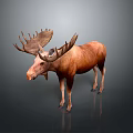 Realistic Moose 3D Model With Brown Body And Large Antlers On Gray Background