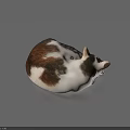 Adorable Brown And White Cat Curled Up Peacefully On Blue Background