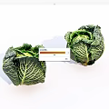 vegetable cabbage 3d model