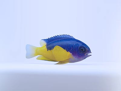 Stunning Blue And Yellow Tropical Fish With Vibrant Scales And Fins On White Background 3d model
