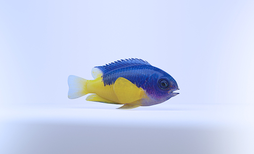 Blue Yellow Fish Modern Fish 3d model