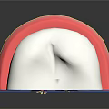 Cross Section View Of Human Tooth Anatomy With Enamel Dentin Pulp And Root
