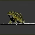 Modern frogs Frogs 3d model