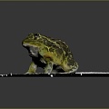 Modern frogs Frogs 3d model