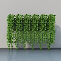 Lush Hanging Green Plants with Trailing Vines and Reflective Floor on Gray Background