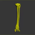 3D Leg and Foot Skeleton Model Medical Device with Colored Anatomical Markers
