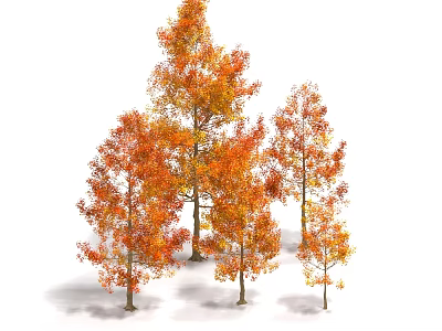 Group of Tall Autumn Trees With Vibrant Orange Yellow Leaves And Straight Trunks 3d model