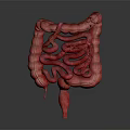 Detailed Realistic 3D Rendering of Human Intestine Organ Anatomical Structure