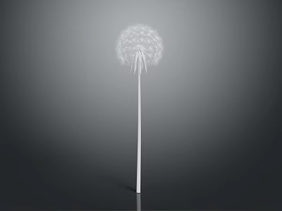 Single White Dandelion Plant With Slender Stem Isolated On Gray Background 3d model