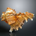 Unique Spiral Conch Shell With Spiked Edges Textured Surface And Brown White Hues