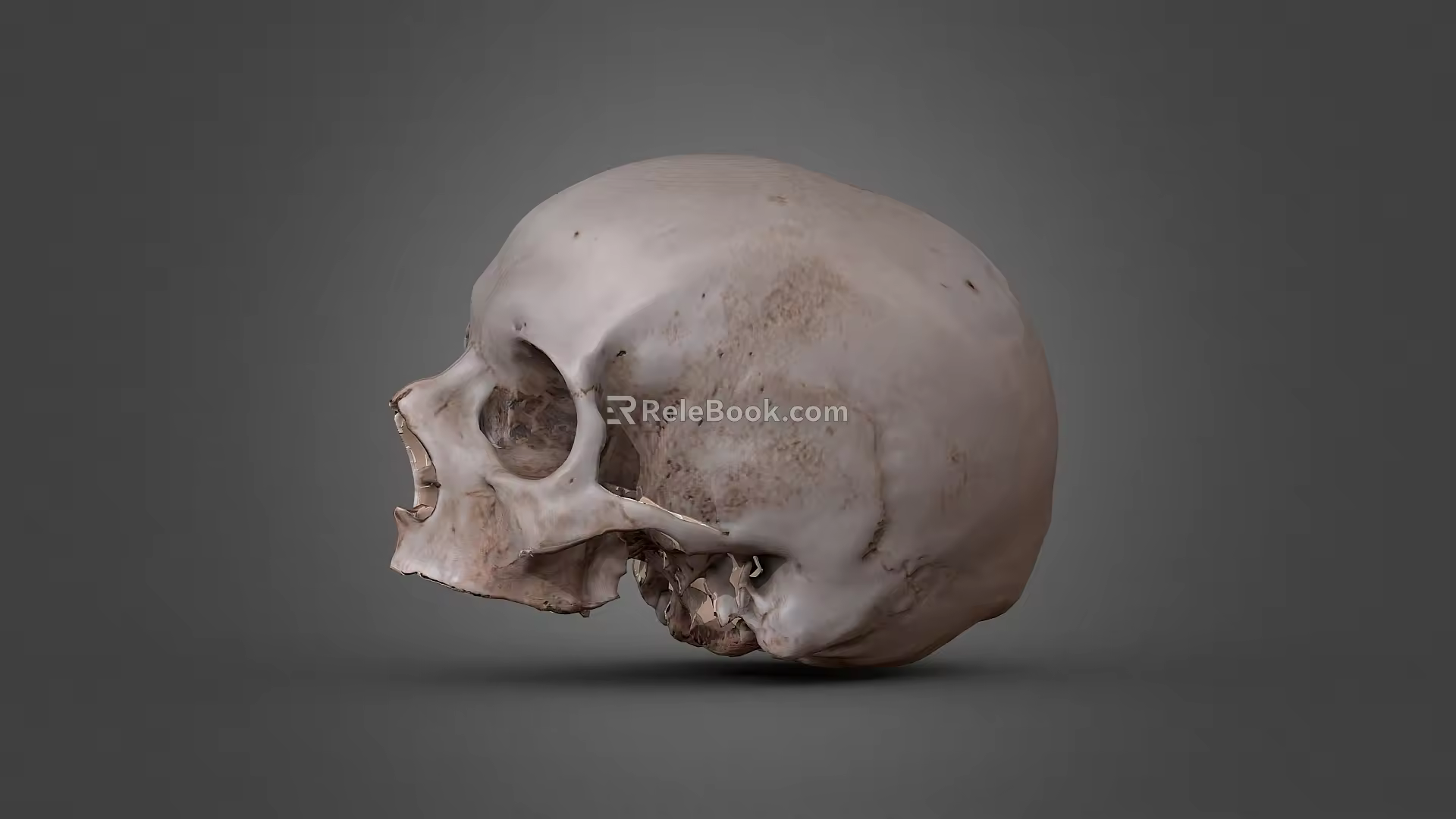 character skull bone 3d model