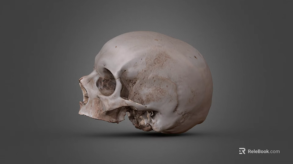 Game Movie Character Skull With Realistic Surface Details And Gray Background 3d model 