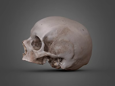 Game Movie Character Skull With Realistic Surface Details And Gray Background 3d model
