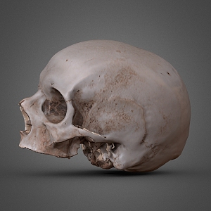 character skull bone 3d model