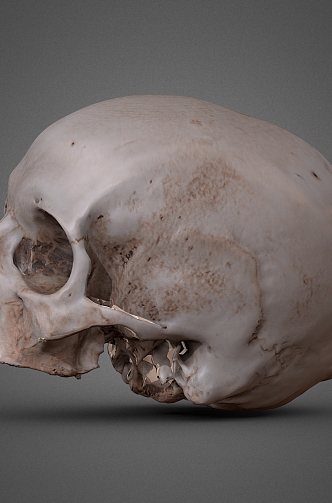 character skull bone 3d model