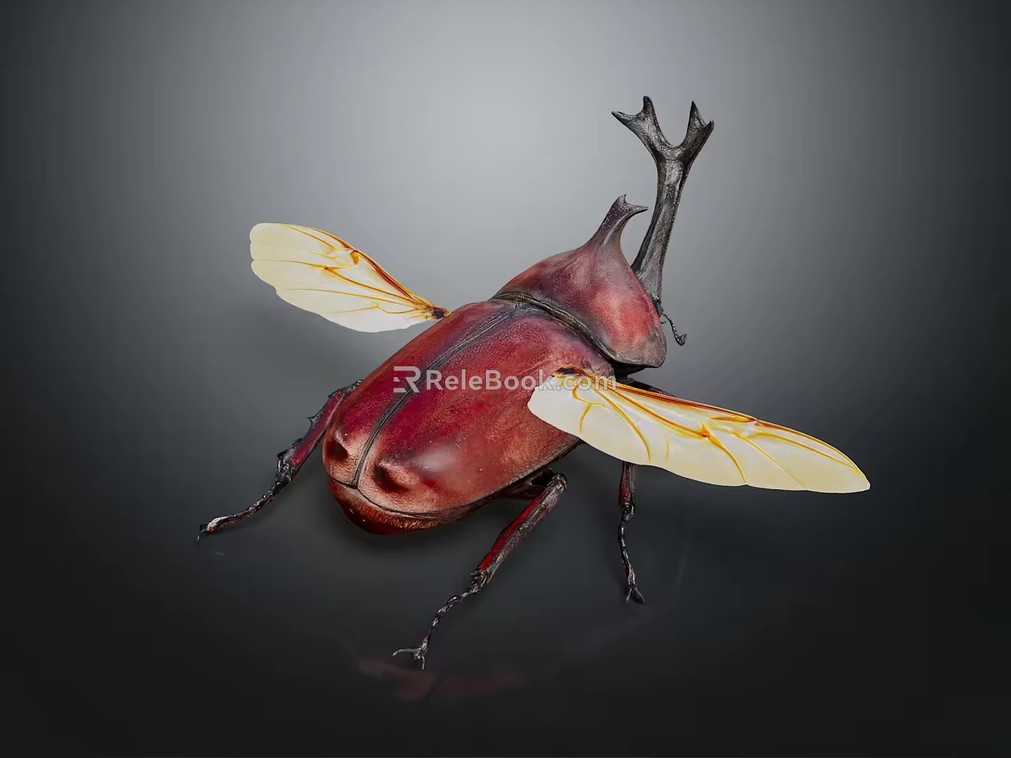 Modern Beetle Dung Beetles 3d model