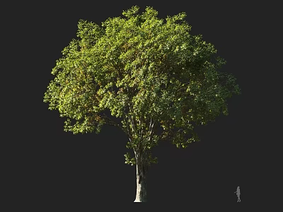 Tall Deciduous Tree With Lush Green Foliage And Thick Trunk Near Person 3d model