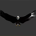 Majestic Eagle With Spread Black Wings White Head And Yellow Talons On Reflective Surface