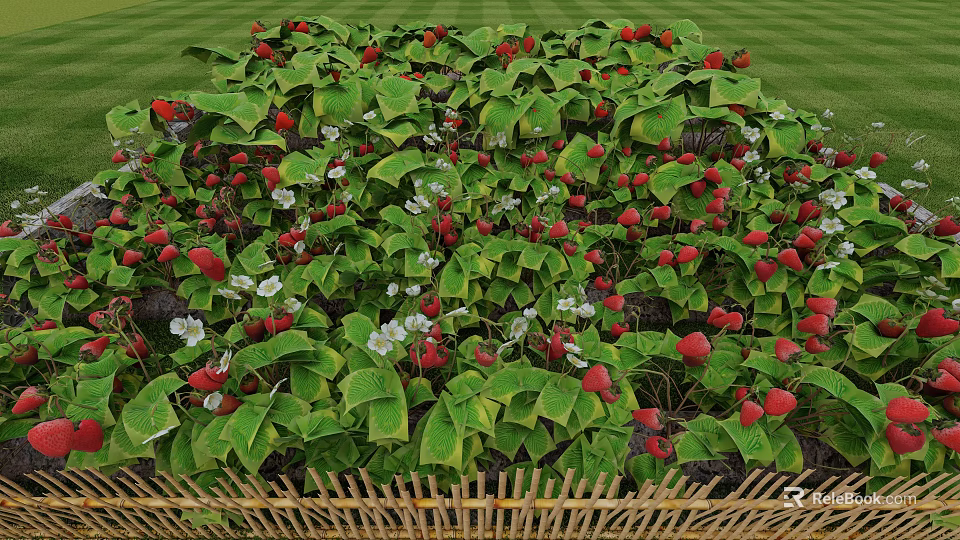 Lush Strawberry Patch With Green Leaves Red Berries White Flowers And Bamboo Fence 3d model 