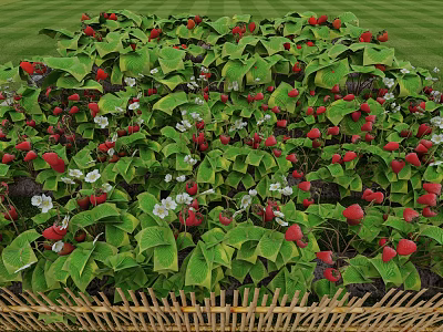 Lush Strawberry Patch With Green Leaves Red Berries White Flowers And Bamboo Fence 3d model