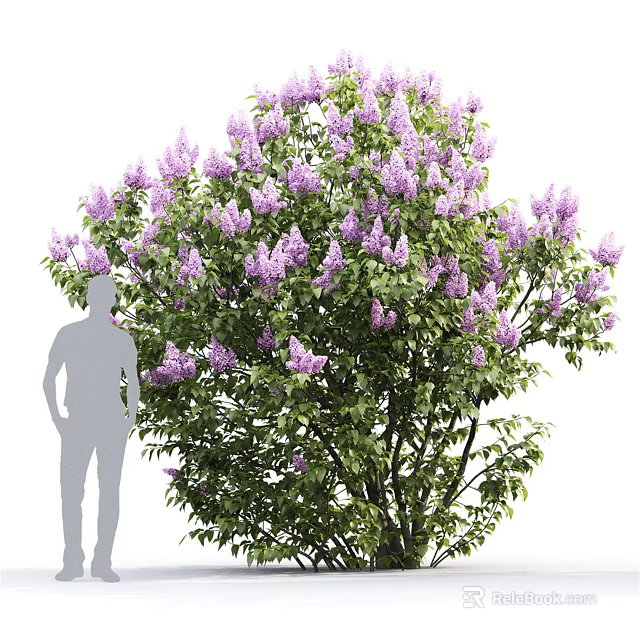 Lush Blooming Shrub With Purple Flowers Green Foliage And Human Silhouette 3d model 