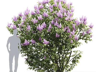 Lush Blooming Shrub With Purple Flowers Green Foliage And Human Silhouette 3d model