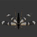 Black And White Striped Wing Insect With Slender Body And Long Legs