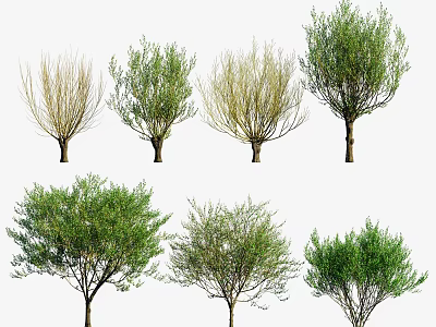 Different Trees Displaying Various Crown Shapes And Lush Foliage In Landscape 3d model