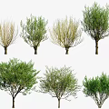 Different Trees Displaying Various Crown Shapes And Lush Foliage In Landscape