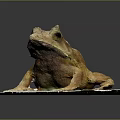 Brown Frog Sitting on White Circular Platform Against Dark Background