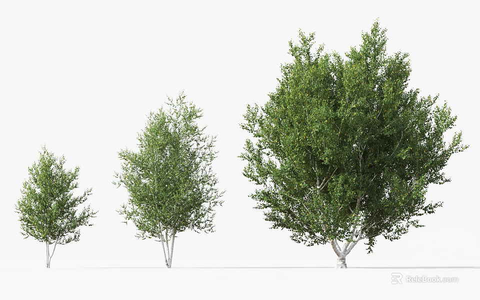 Green Arbor Trees In Different Sizes Isolated On White Background 3d model