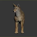 Realistic Coyote 3D Model Standing With Brown Fur Pointed Ears And Bushy Tail