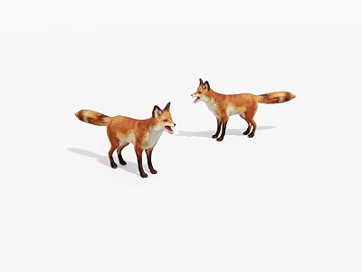 Two Red Foxes Standing On White Background With Open Mouths And Tails 3d model