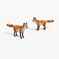 Two Red Foxes Standing On White Background With Open Mouths And Tails