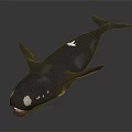 Realistic Black Whale With White Spots Open Mouth Detailed 3D Rendering Model