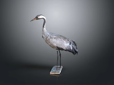 Gray Crane with White and Black Neck Standing on Base in Gray Background 3d model