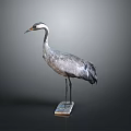 Gray Crane with White and Black Neck Standing on Base in Gray Background
