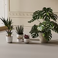 Various Indoor Potted Plants Including Monstera And Succulents On Tabletop With Window Blinds