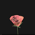 Beautiful Pink Rose with Green Stem and Leaves on Black Background