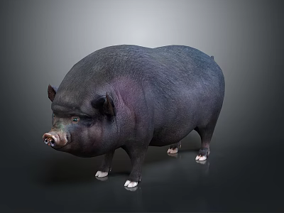 Detailed Black Plump Pig with White Hooves Isolated on Dark Background 3d model