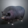 Detailed Black Plump Pig with White Hooves Isolated on Dark Background