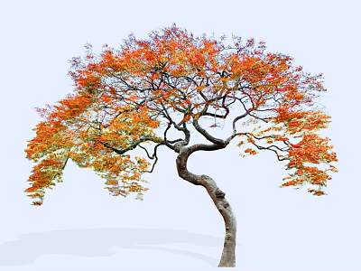 Arbor with Curved Trunk and Colorful Orange Red Yellow Leaves in Autumn Landscape 3d model
