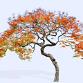 Arbor with Curved Trunk and Colorful Orange Red Yellow Leaves in Autumn Landscape
