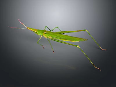 Detailed Green Insect With Long Legs And Slender Body In Natural View 3d model