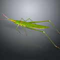 Detailed Green Insect With Long Legs And Slender Body In Natural View