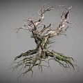Withered Tree Trunk With Green Moss On Roots And Dry Branches Natural Look
