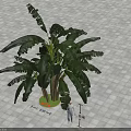 Tall Banana Tree With Large Green Leaves Standing On Paved Urban Ground