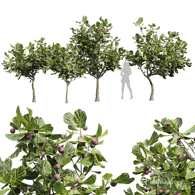 Fruit Bearing Evergreen Trees With Lush Green Leaves And Person Silhouette 3d model 