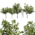 Fruit Bearing Evergreen Trees With Lush Green Leaves And Person Silhouette